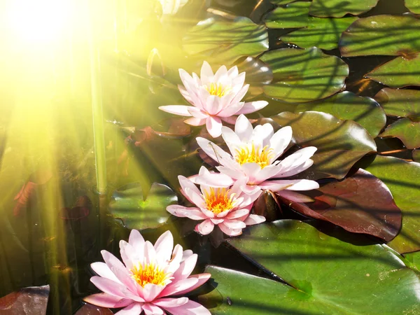 Flores de loto en estanque — Foto de Stock