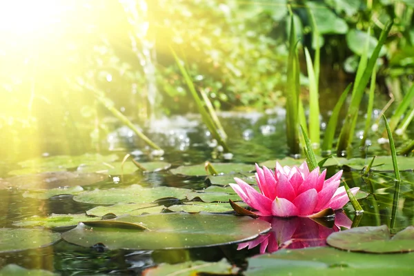 Lotus flower in pond — Stock Photo, Image