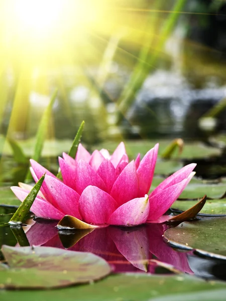 Flor de loto en estanque — Foto de Stock