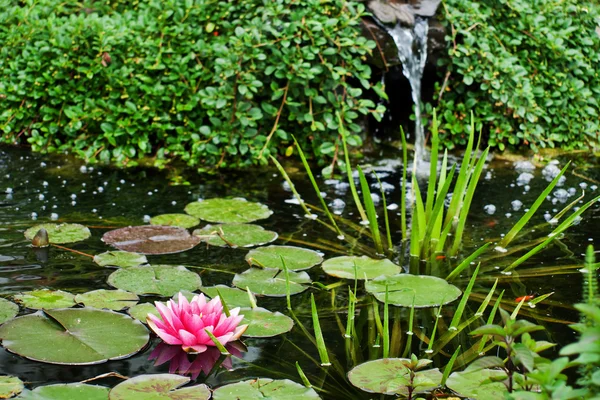 池の蓮の花 — ストック写真