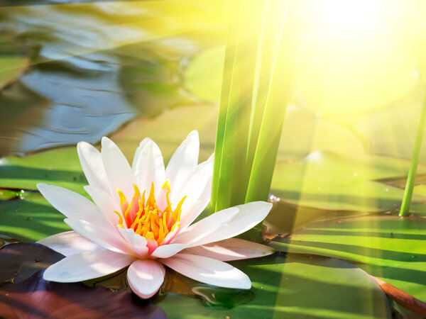 Цветок лотоса в пруду