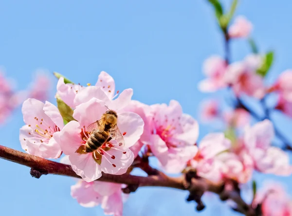 Bee on peach blossom — Stock Photo, Image