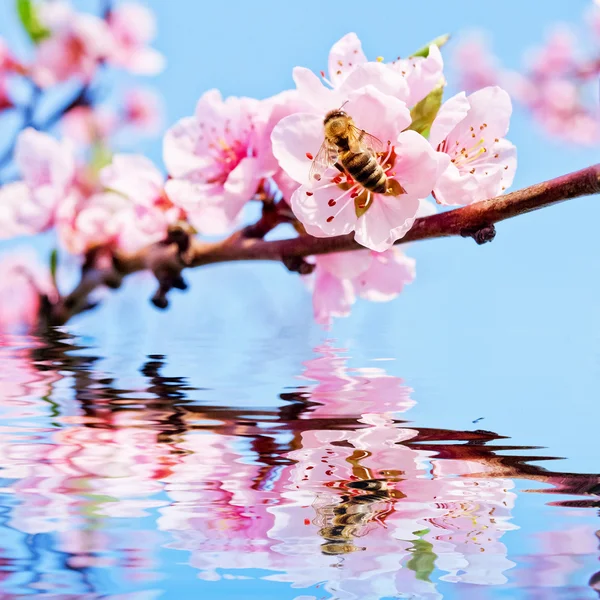 Bee on peach blossom — Stock Photo, Image