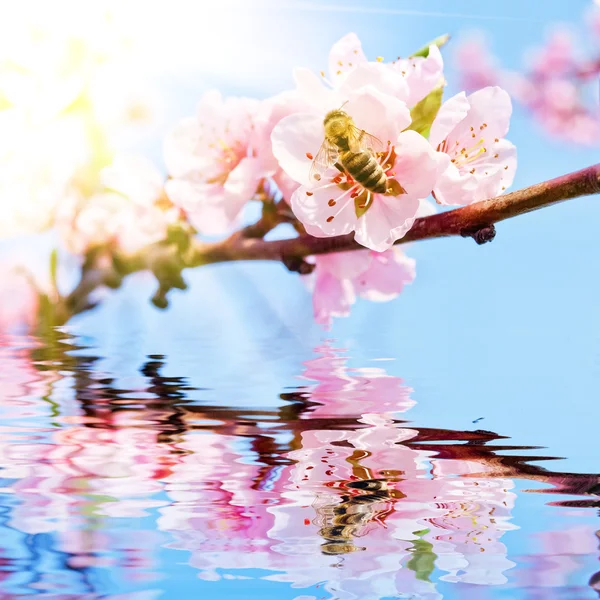 Bee on peach blossom — Stock Photo, Image