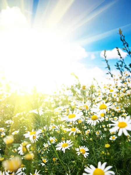 Hintergrund Kamillenfeld — Stockfoto