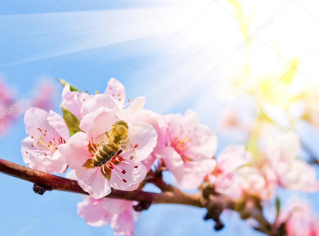 Bee on peach blossom