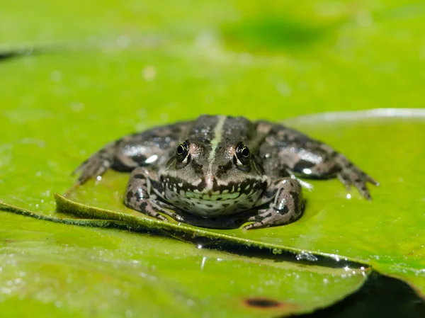 Sapo em uma flor de lótus — Fotografia de Stock