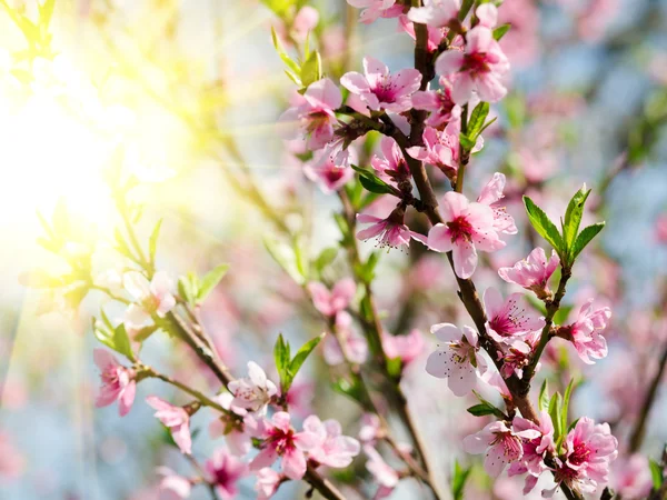 Fioritura della pesca in primavera — Foto Stock