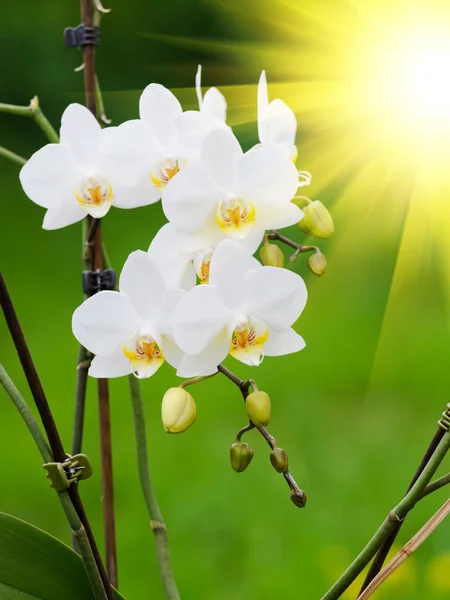 Orchidee bianche da vicino — Foto Stock