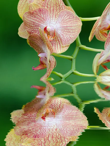 Orchidea rosa e gialla — Foto Stock