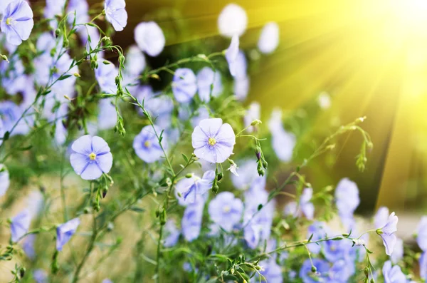 Маленькі сині квіти — стокове фото