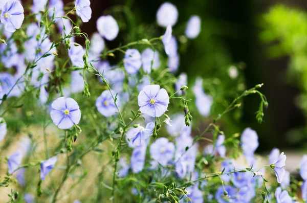 Pequeñas flores azules — Foto de Stock