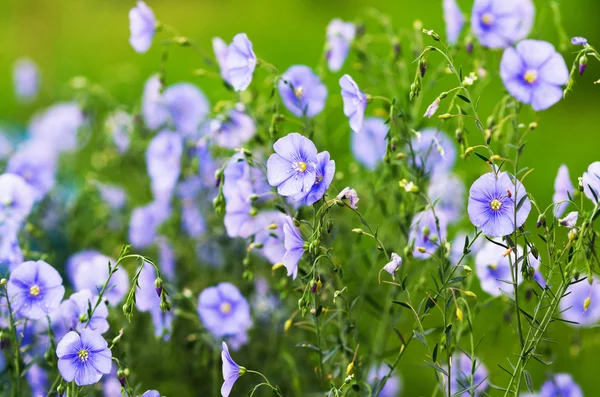 Małe błękitne kwiecie — Zdjęcie stockowe