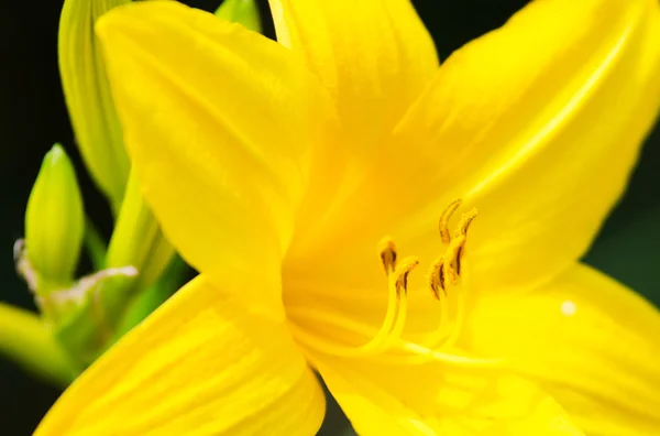 Yellow lily close up — Stock Photo, Image