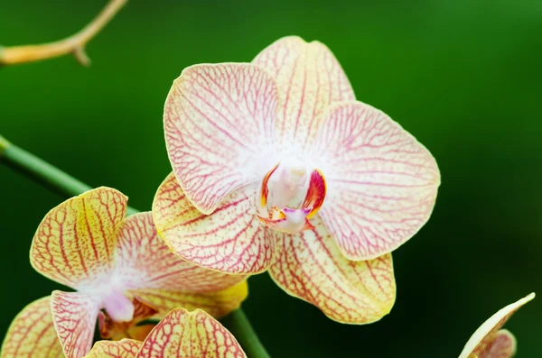 Orchidea rosa e gialla — Foto Stock