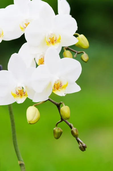 Білі орхідеї крупним планом — стокове фото