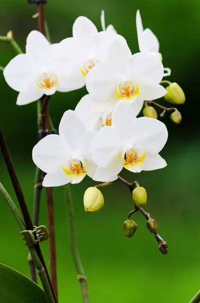 Orchidee bianche da vicino — Foto Stock