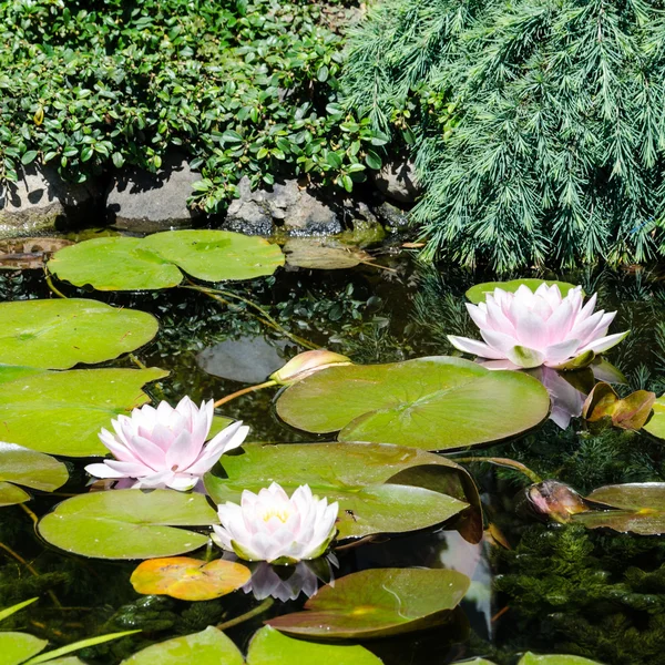 Lotus flower in pond — Stock Photo, Image