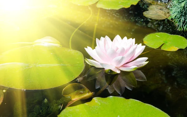 Flor de loto en estanque — Foto de Stock