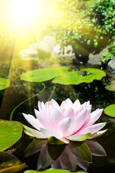 Flor de lótus e rãs na lagoa — Fotografia de Stock