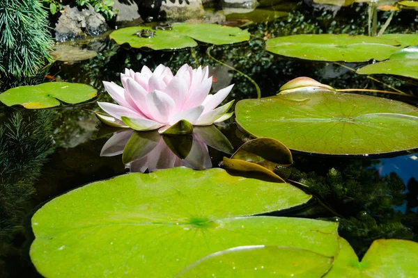 Flor de lótus e rãs na lagoa — Fotografia de Stock