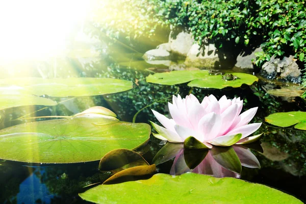 Lotus flower and frogs in pond — Stock Photo, Image