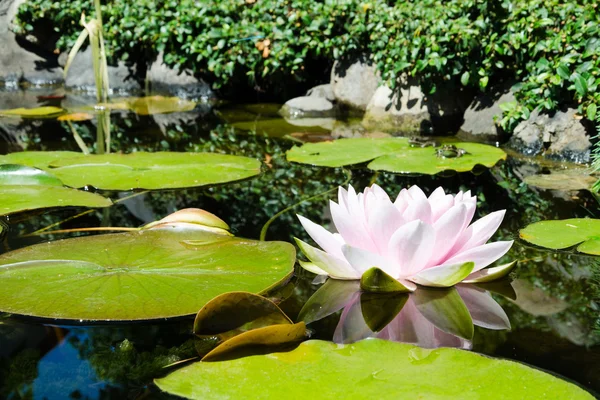 Lotusblomma och grodor i dammen — Stockfoto