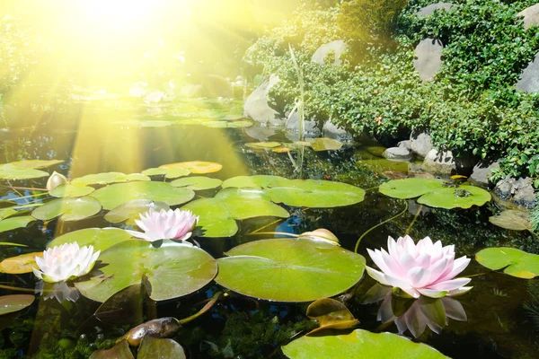 Flores de lótus na lagoa — Fotografia de Stock