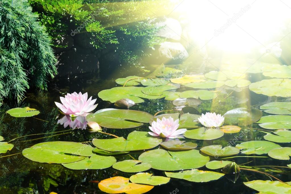 Lotus flower in pond