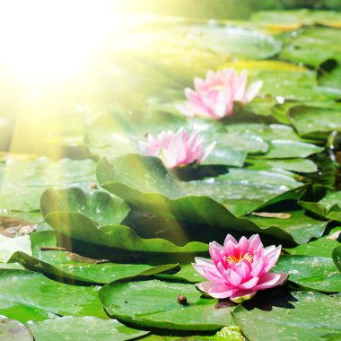 Gölette nilüfer çiçekleri