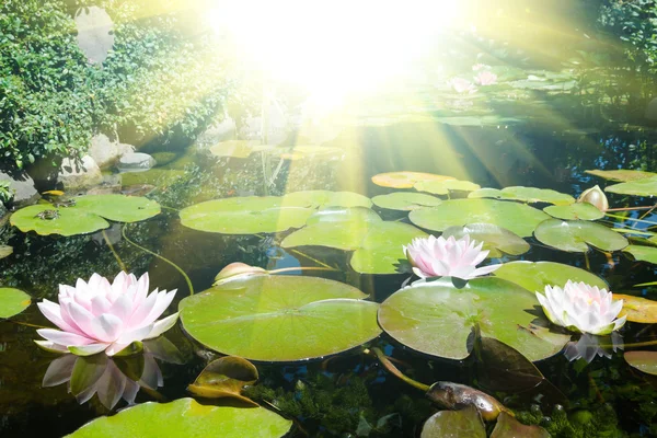 Gölette nilüfer çiçeği