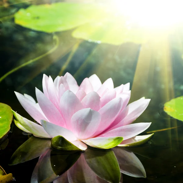 Lotus flower in pond — Stock Photo, Image