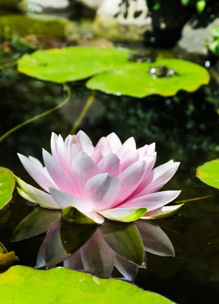 Lotosový květ v rybníku — Stock fotografie