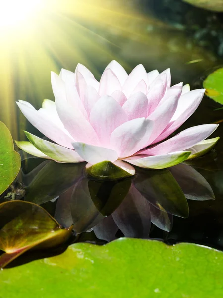 Flor de loto en estanque — Foto de Stock