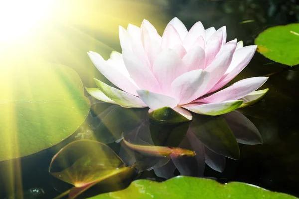 Seerose im Teich — Stockfoto