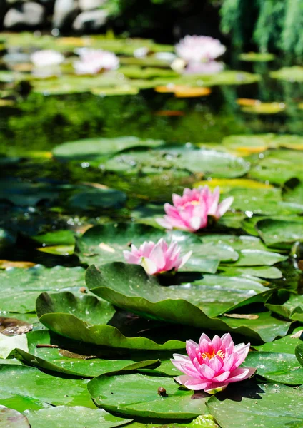 Flores de lótus na lagoa — Fotografia de Stock