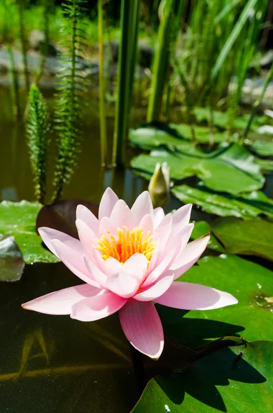 Hermosa flor de loto — Foto de Stock