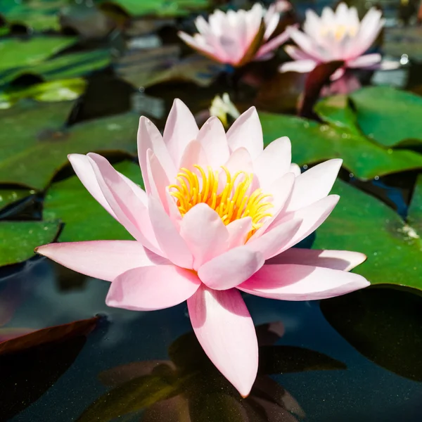 Όμορφη lotus λουλούδια — Φωτογραφία Αρχείου