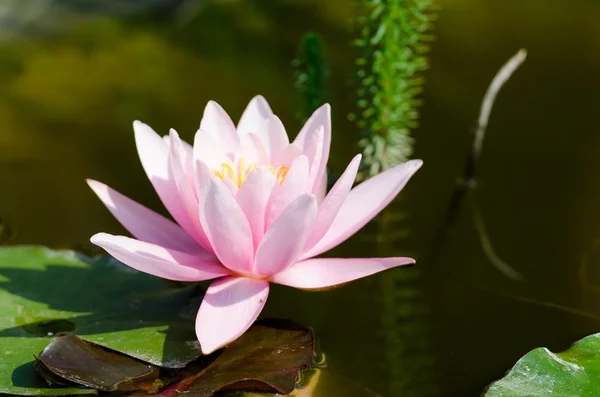 Vacker lotusblomma — Stockfoto