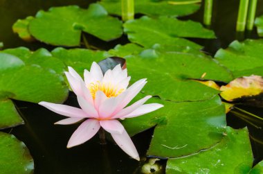 Güzel nilüfer çiçeği