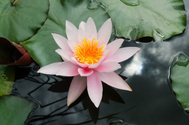 Güzel nilüfer çiçeği