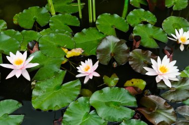 Gölette nilüfer çiçekleri