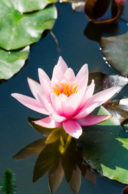 Gölette nilüfer çiçeği