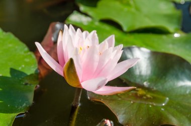 Gölette nilüfer çiçeği