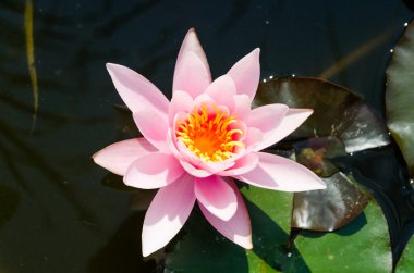 Gölette nilüfer çiçeği