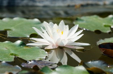 Gölette nilüfer çiçeği