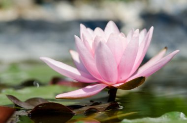 Gölette nilüfer çiçeği