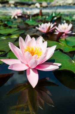 Güzel nilüfer çiçeği