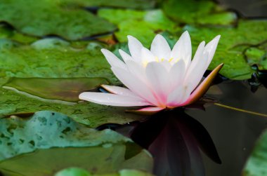 Güzel nilüfer çiçeği