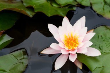 Güzel nilüfer çiçeği